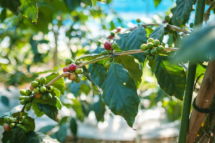 asocoffee_211017 (4)