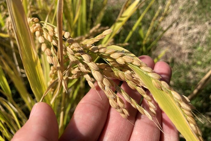 life_okomeowner_210515 (28)