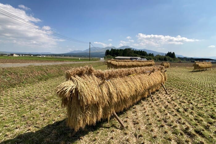 life_okomeowner_210515 (31)