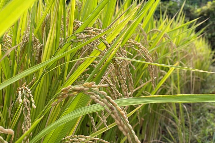 life_okomeowner_220508 (7)