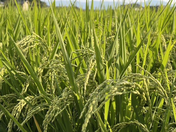 life_okomeowner_221106 (18)