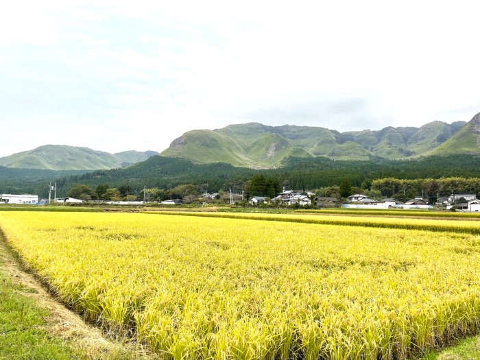 life_okomeowner_221106 (19)