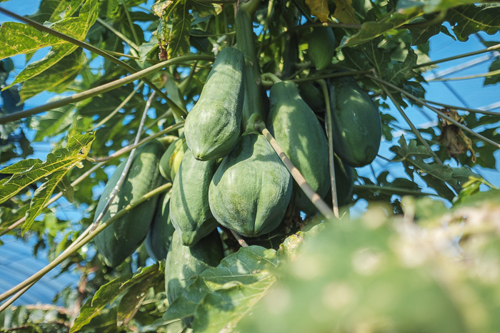 asocoffee_211017 (3)