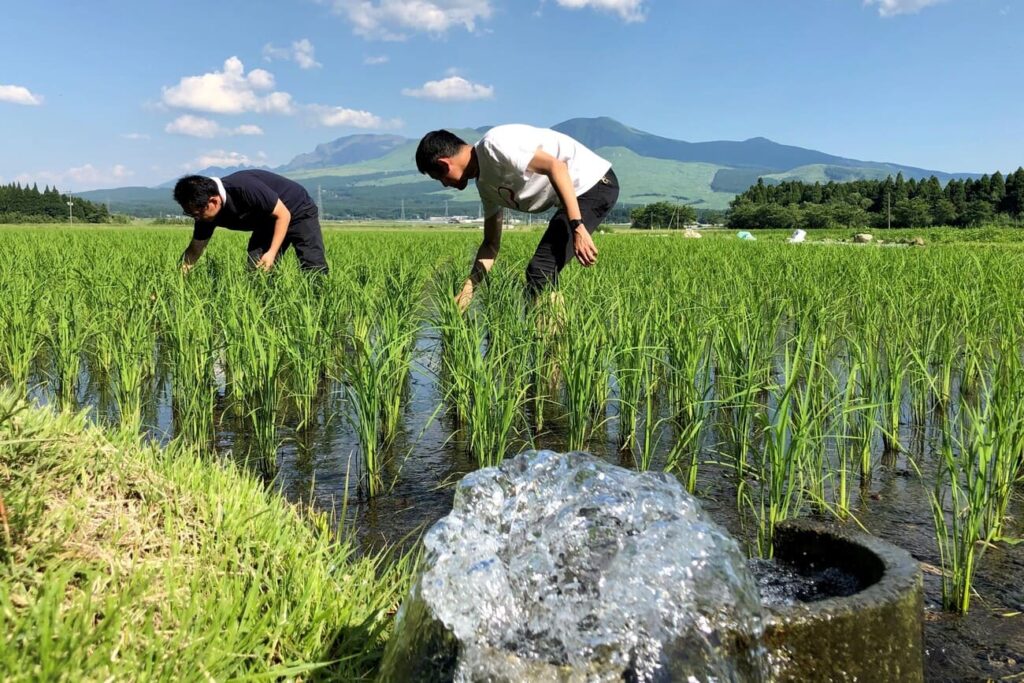 阿蘇市狩尾でお米のオーナー制度、始めました！