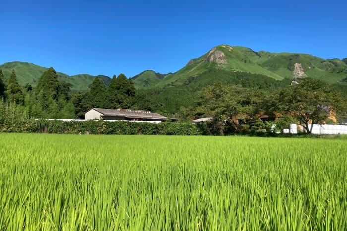 life_okomeowner_210515 (24)