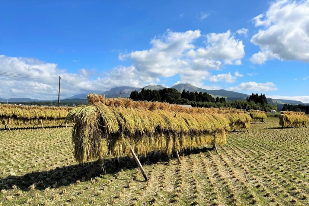 阿蘇市狩尾で作ったお米を収穫しました。（お米のオーナー制）
