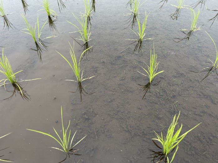 life_okomeowner_221106 (14)